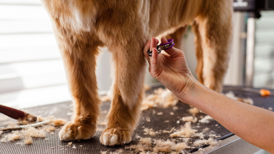 Chien et chaleur estivale : faut-il tondre son chien ?