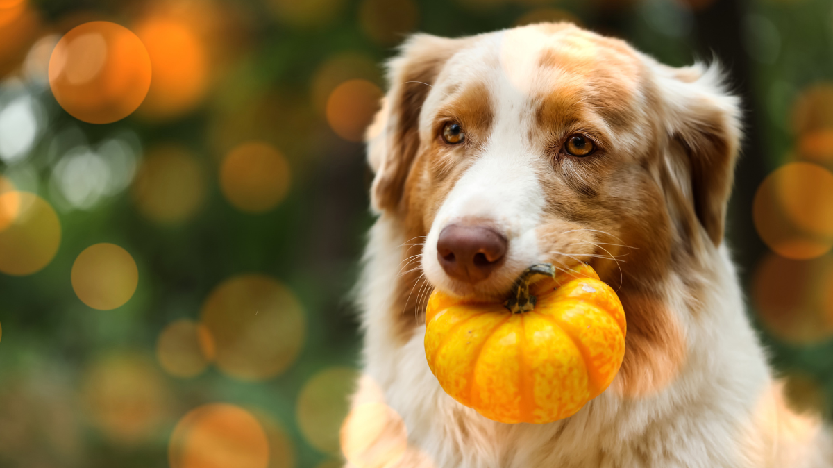Citrouille pour chien et chat : bonne ou mauvaise idée ?