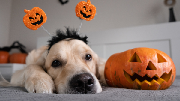🎃🦇 Halloween pet-friendly et sans danger : conseils pour chiens et chats sereins