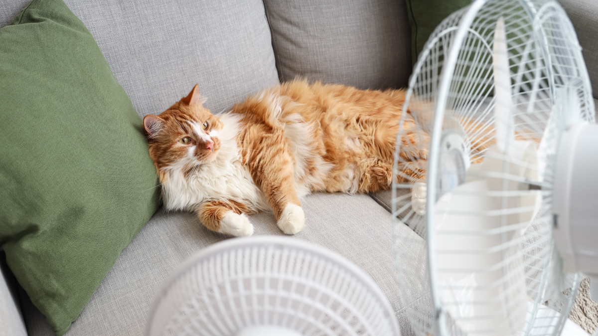 Rafraîchir son chien ou chat pendant la canicule : ce qui marche, ce qui ne sert à rien