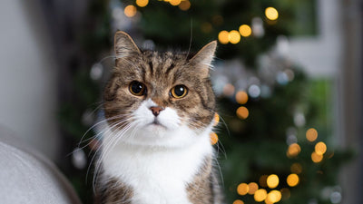 Protéger le sapin de Noël de son chat ou chien : Guide de survie 🎄