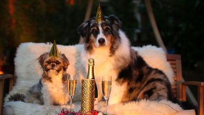 Réveillon : ces aliments de fête qui peuvent empoisonner votre chien ou chat 🎉🍾