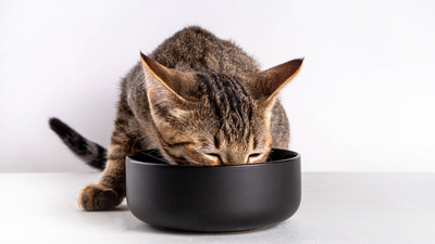 👨🍳Au menu : Comment adapter l’alimentation des chiens et chats en hiver