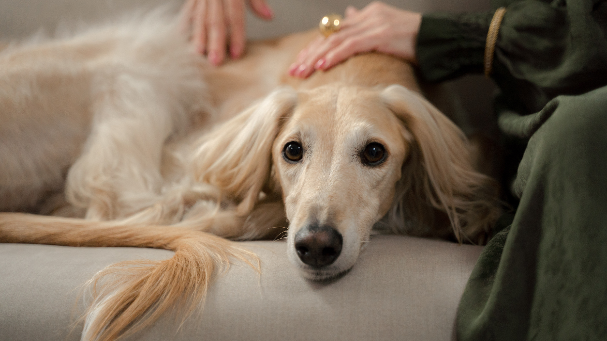 Arthrose chez le chien senior : symptômes, douleurs articulaires et alimentation adaptée