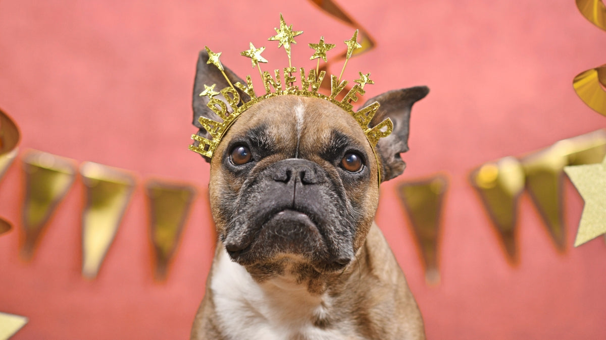 🎉 Les 10 pet-résolutions au poil pour 2026 !