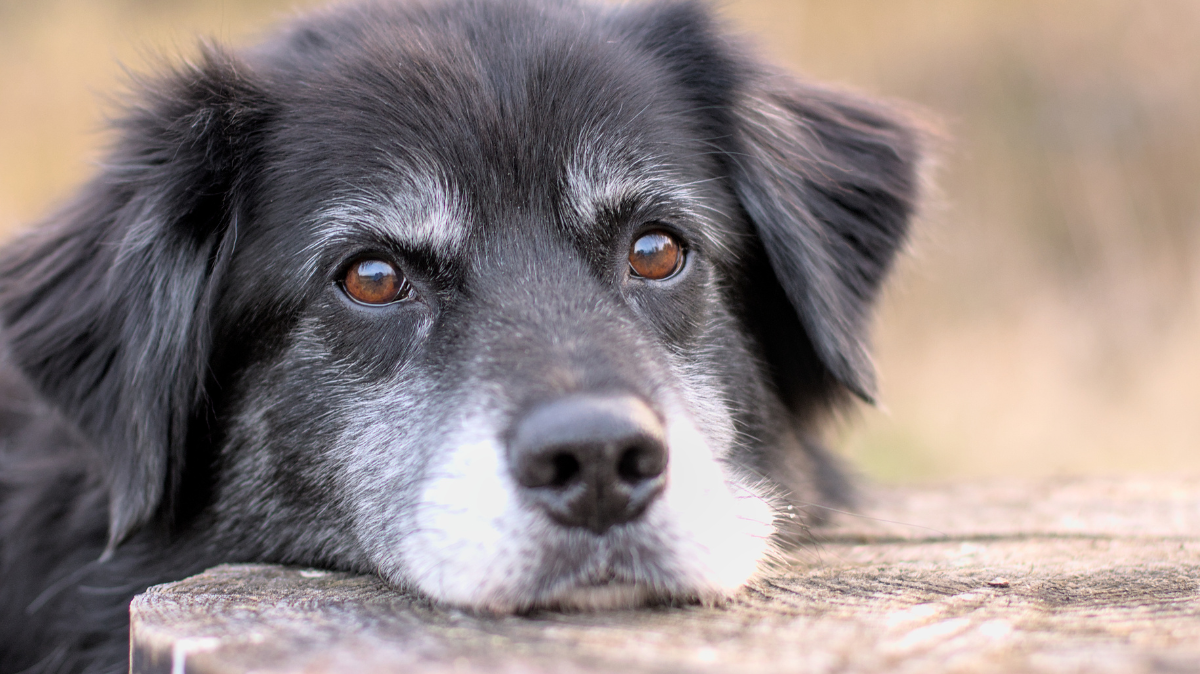 Alimentation du chien senior : les essentiels pour bien vieillir (articulations, poids et reins)