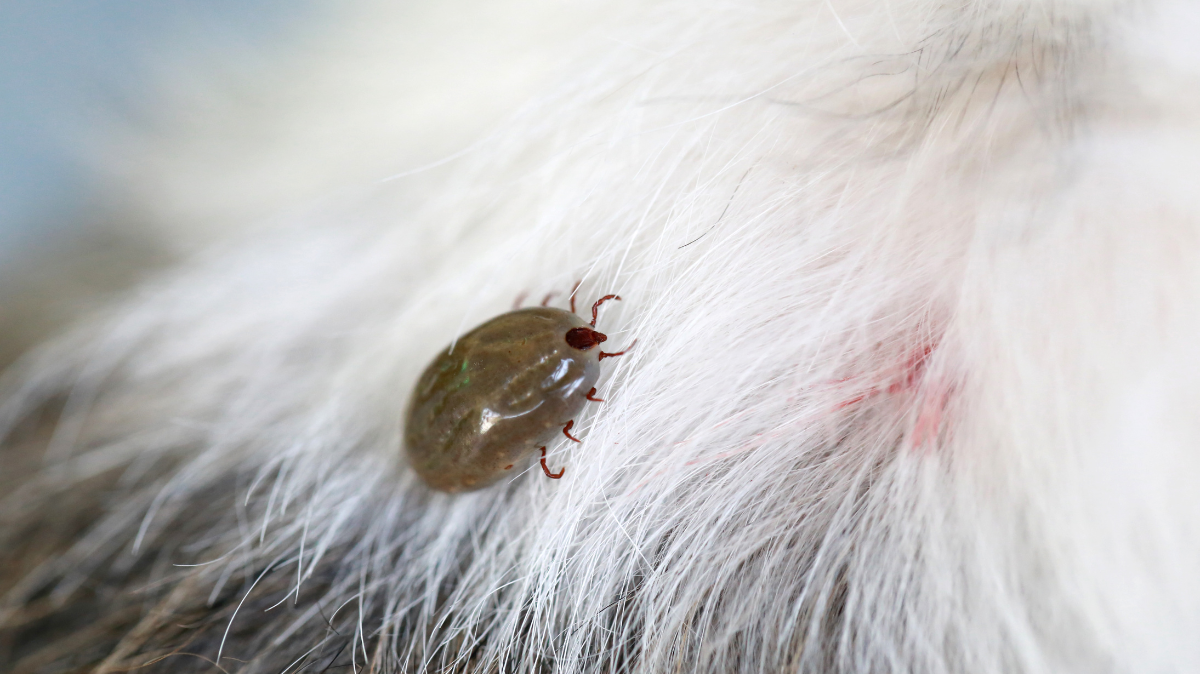Attention aux tiques : risques et protection du chien et du chat