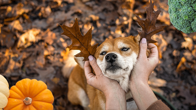 Les aliments de saison bons pour les chiens et chats cet automne (et présents dans nos friandises)