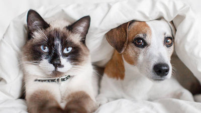 Semaine du cocooning : bien-être et sérénité pour nos compagnons à quatre pattes !