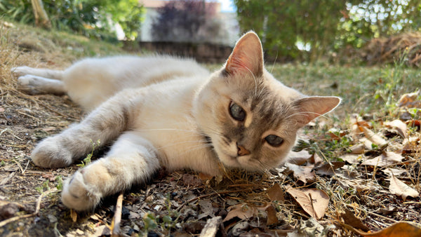 Ojos Azules, le chat aux yeux captivants