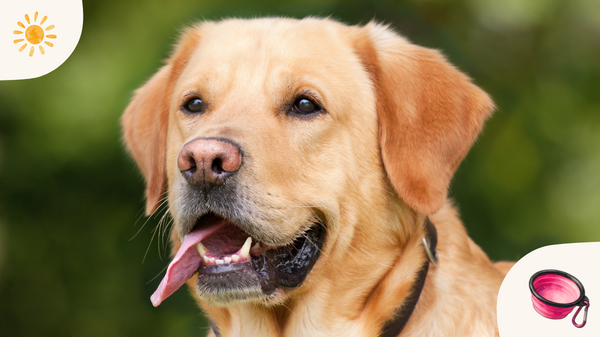 Chaleur, vacances, transport… Comment prendre soin de son chien en été ?