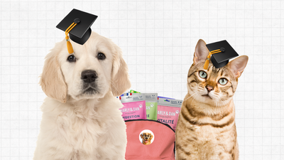 Les bonnes habitudes pour la rentrée pour chiens et chats