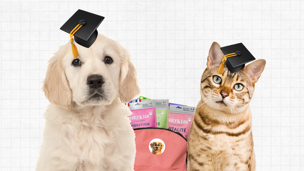 Les bonnes habitudes pour la rentrée pour chiens et chats