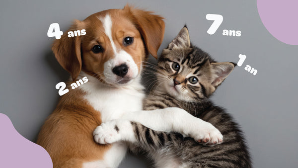 Calculer l'âge de mon chien ou de mon chat : Tout ce qu'il faut savoir