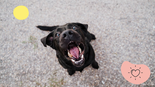 Comprendre et Gérer les Aboiements de Votre Chien : Causes, Interprétations et Solutions