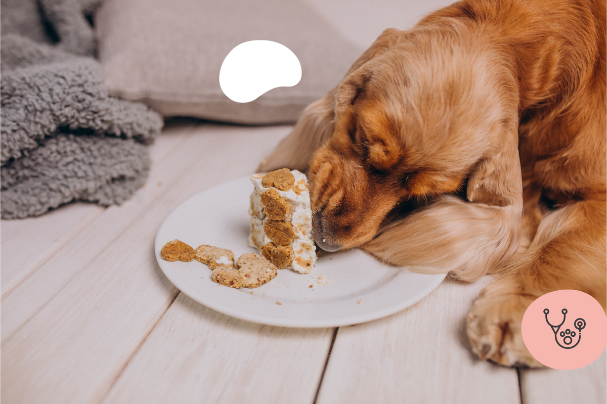 Aliments toxiques chez le chien