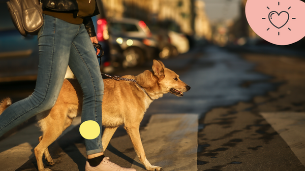 Promener son chien sans laisse : ce que dit la loi et les meilleures pratiques