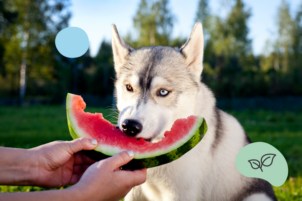 Peut-on donner du melon à un chien ? Pourquoi la réponse pourrait être non