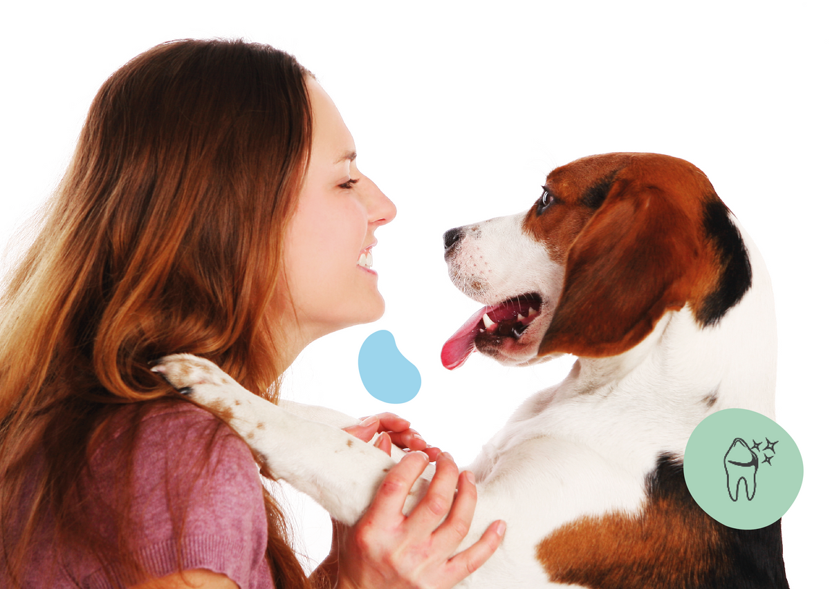 Dental chien mini sante bucale