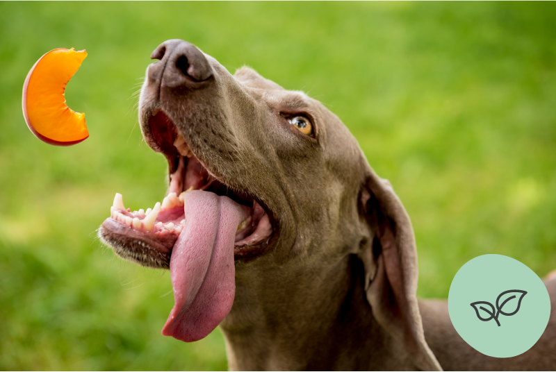 donner un abricot à son chien