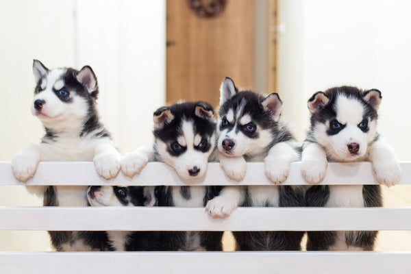 Husky chiot mignon friandise pour chiot nommer son chien année V