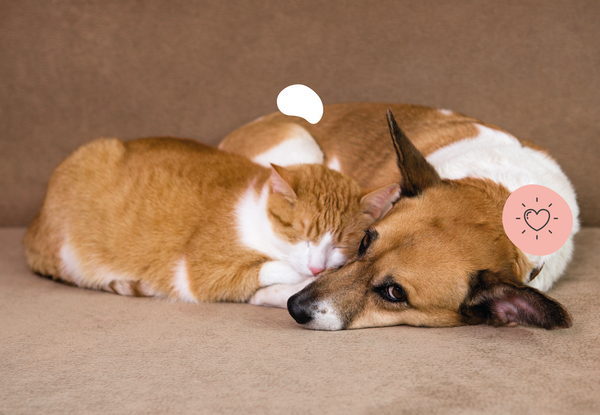 Sommeil chez le chien et le chat