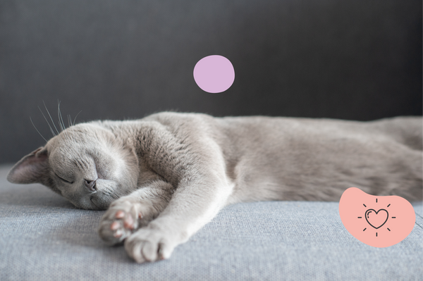 Comprendre le sommeil du chat