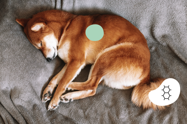 Le sommeil chez le chien FAQ