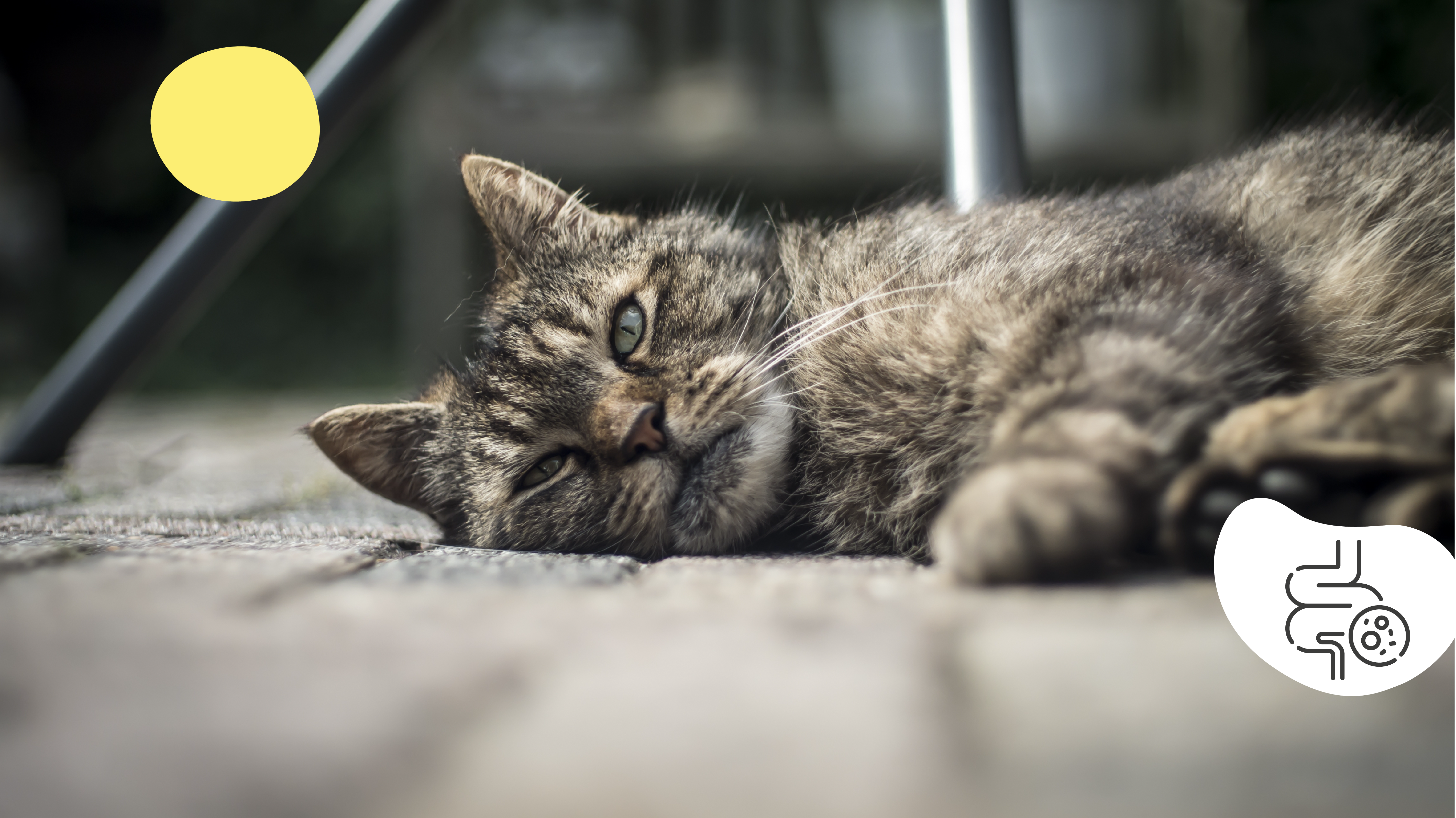 My cat vomits undigested food causes and solutions