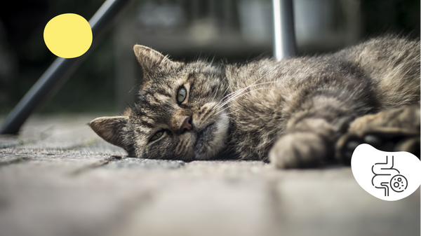 Mon chat vomit sa nourriture non digérée : causes et solutions