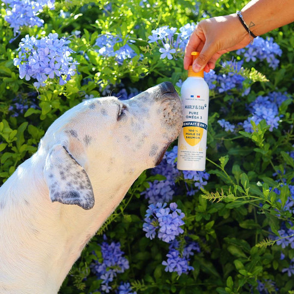 Olio di salmone puro Omega 3 per cani e gatti 250ml