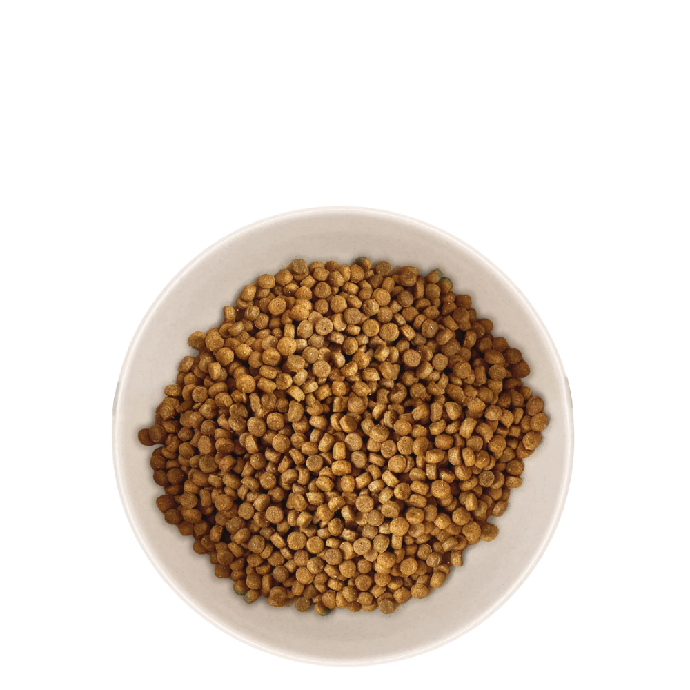 Croquettes pour chaton