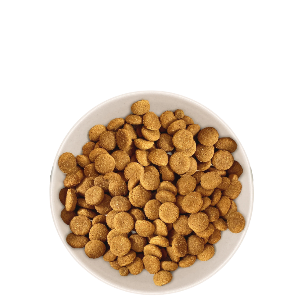 Croquettes Chien Adulte de Grande Taille
