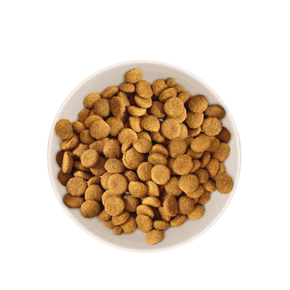 Échantillon de Croquettes Chien Senior Moyen & Grand