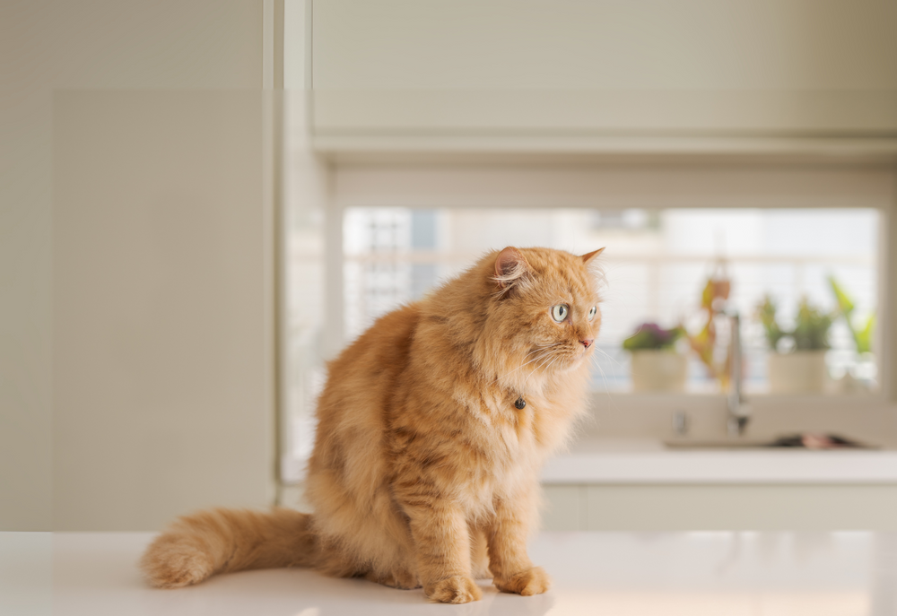 Faites le choix  du saumon