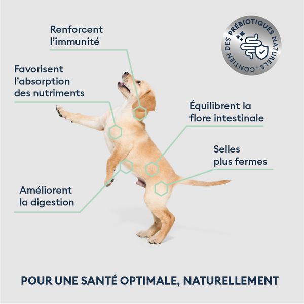 Croquettes Chiot Moyenne & Grande Taille 12kg
