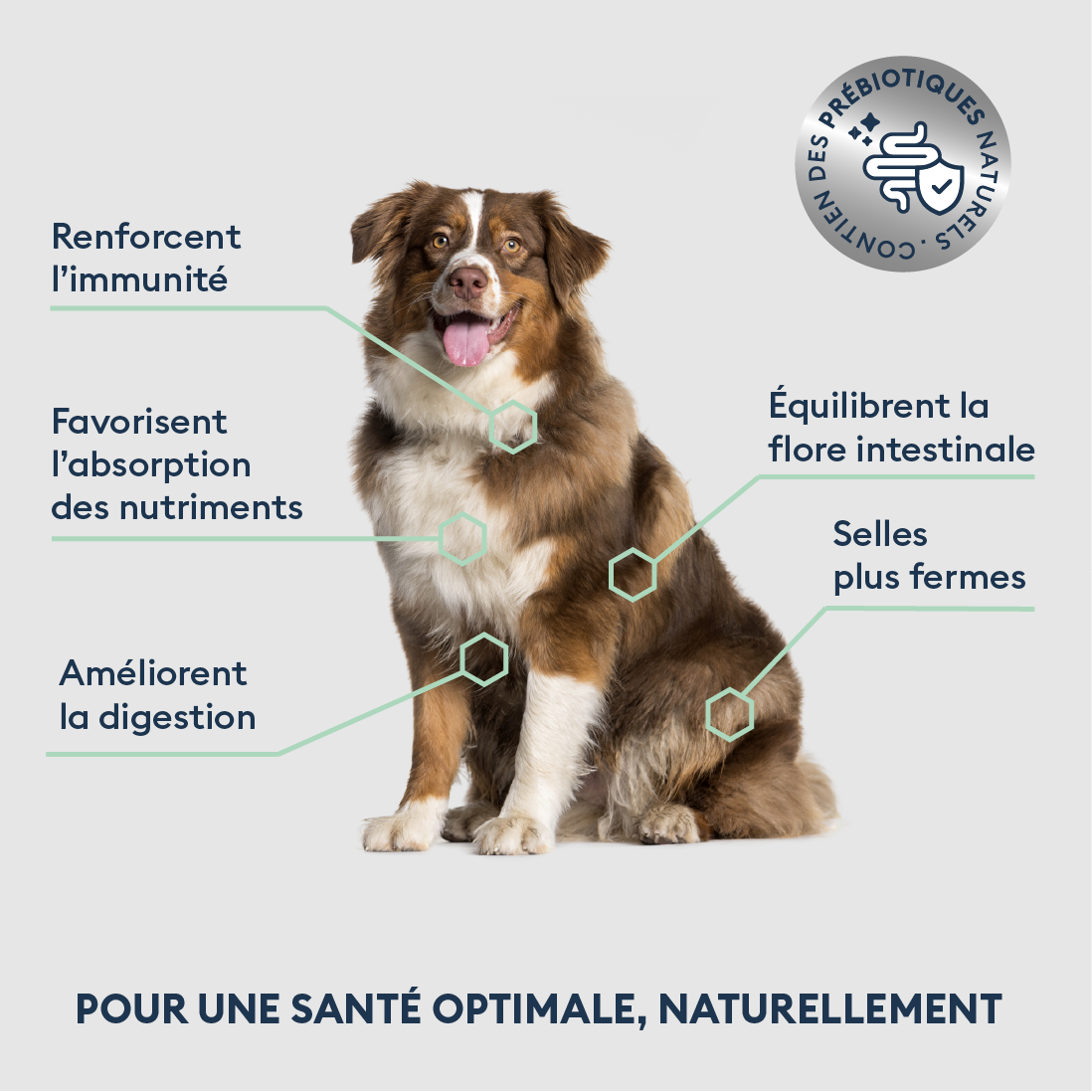 Croquettes Chien Adulte de Grande Taille