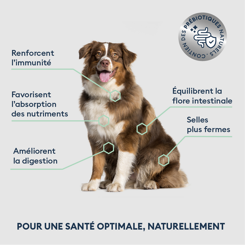 Échantillon de Croquettes Chien Adulte de Grande Taille