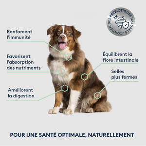Croquettes Chien Adulte de Grande Taille