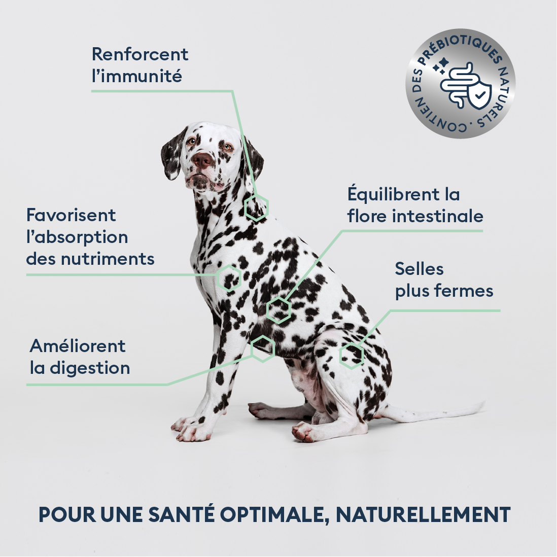 Croquettes Chien Adulte de Moyenne Taille