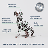 Croquettes Chien Adulte de Moyenne Taille 4kg