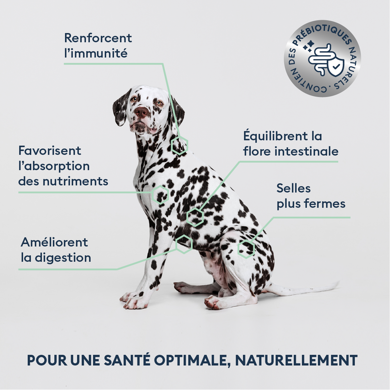 Croquettes Chien Adulte de Moyenne Taille 4kg