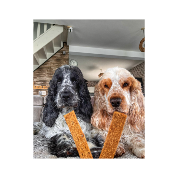 Hundegelenke