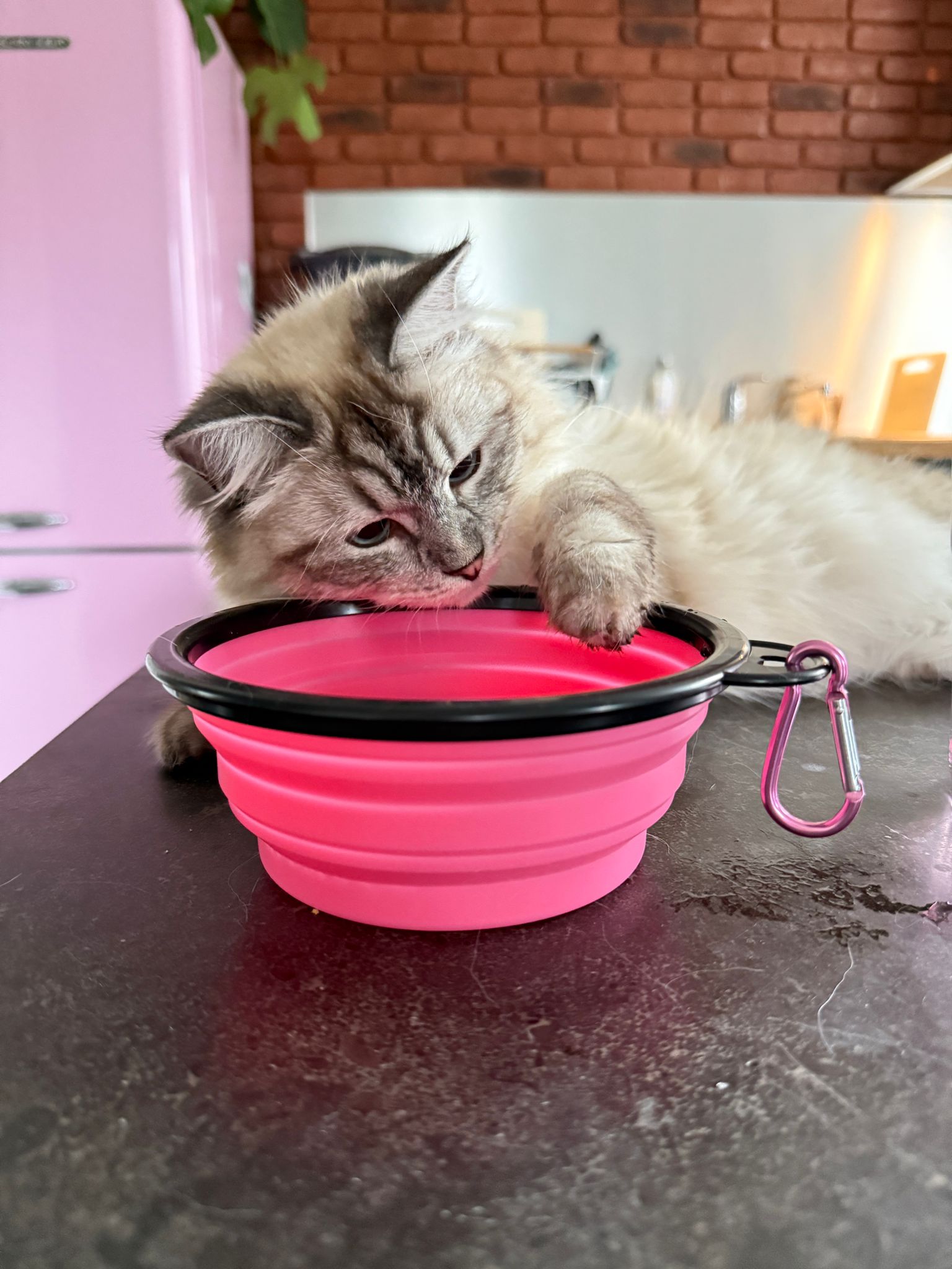 Gamelle Pliable de Voyage