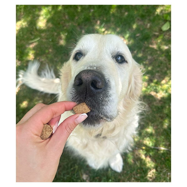 Friandises Senior pour Chien Pack Anglais