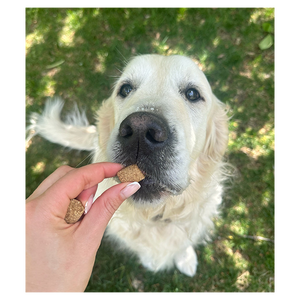 Friandises Senior pour Chien Pack Anglais