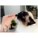 Friandises anti-Boules de Poils pour chat