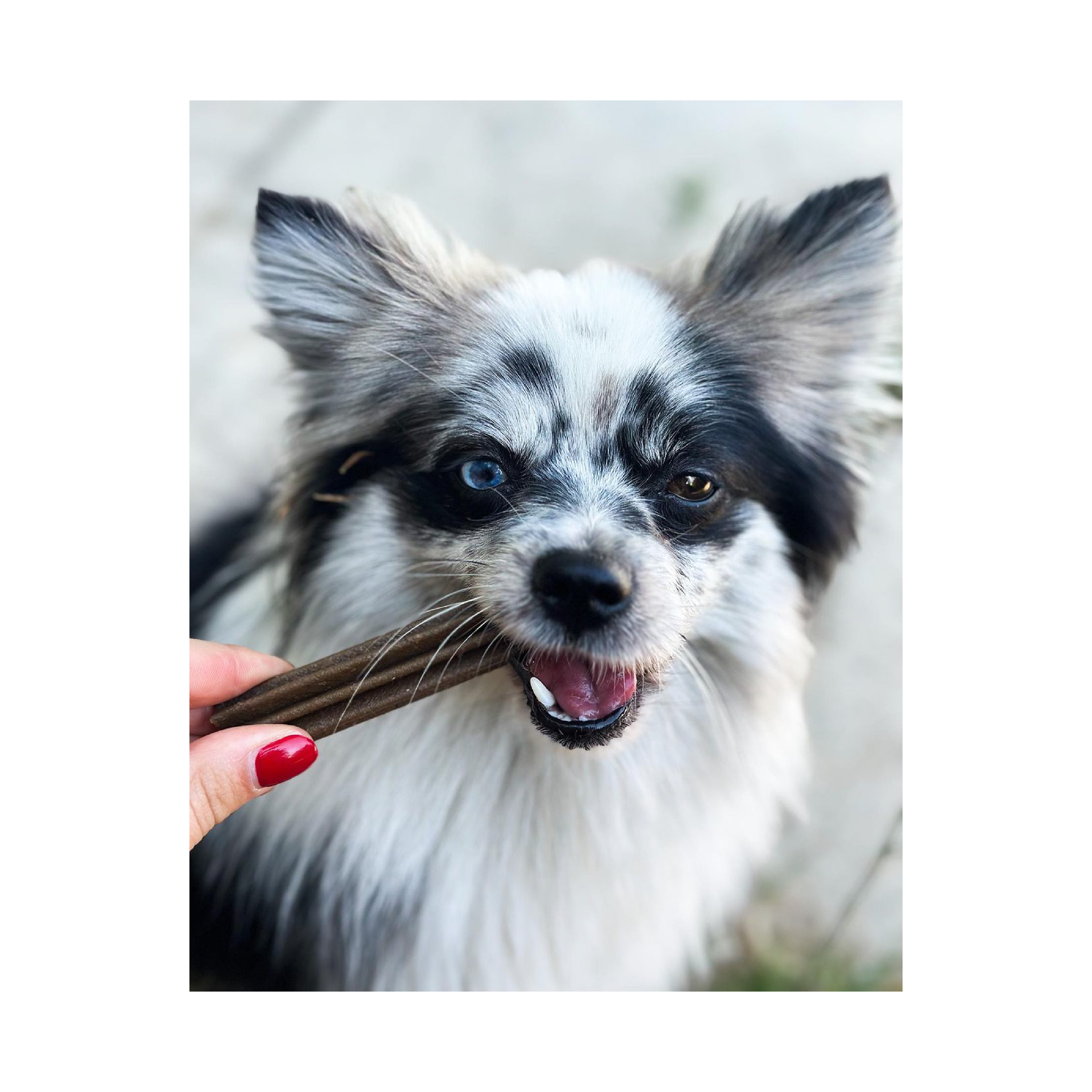 Stick dentali s del cane 7