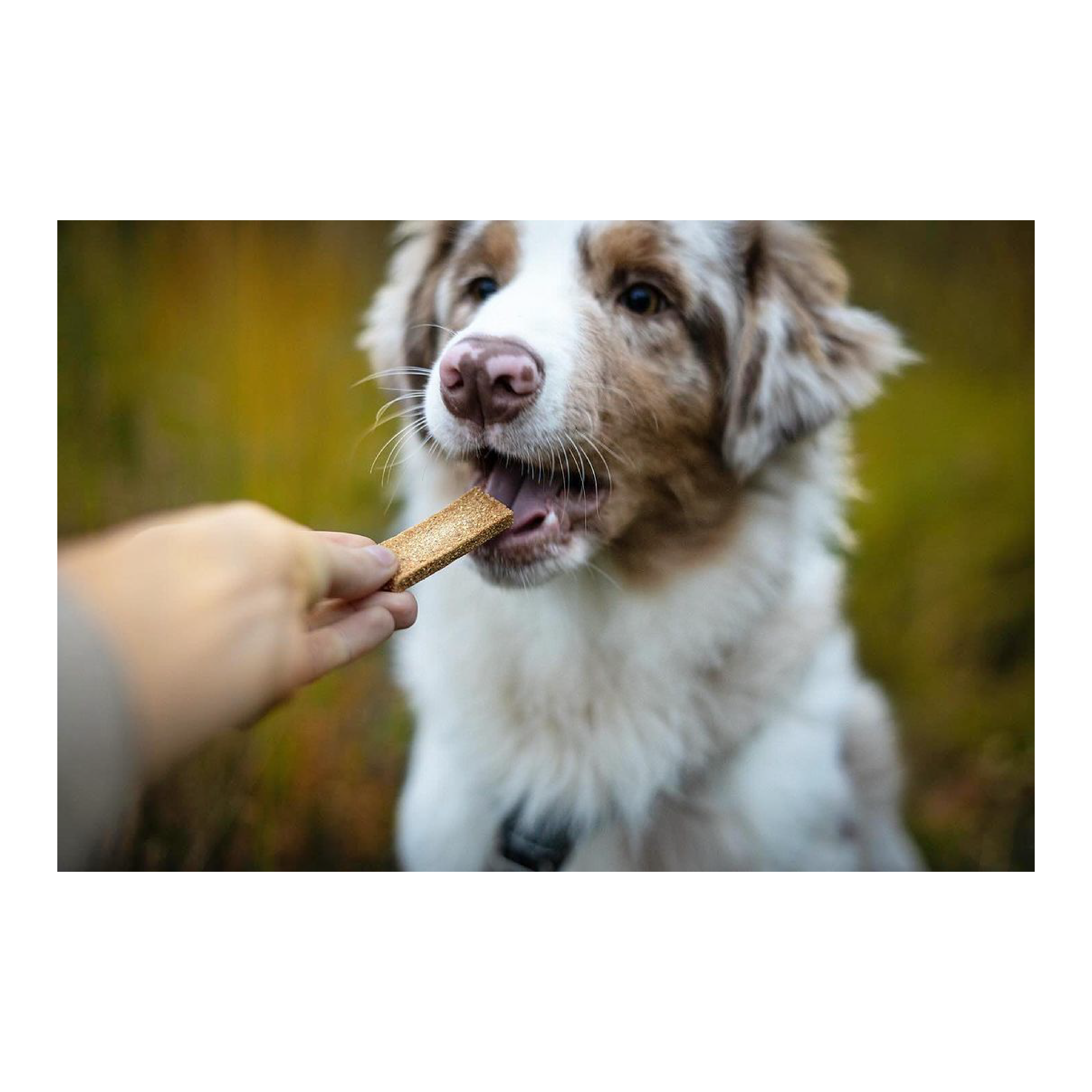 Friandises Vitalité pour Chien