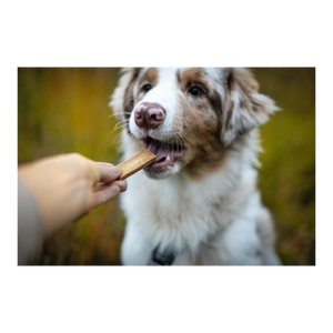 Friandises Vitalité pour Chien